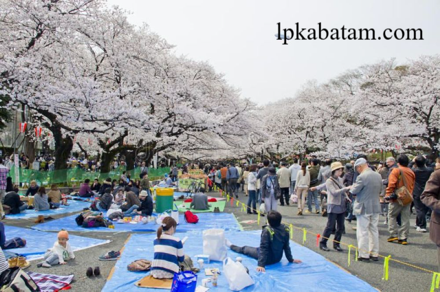 Festival Musim Semi di Jepang